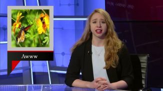 The Other News Show_2017spring_02